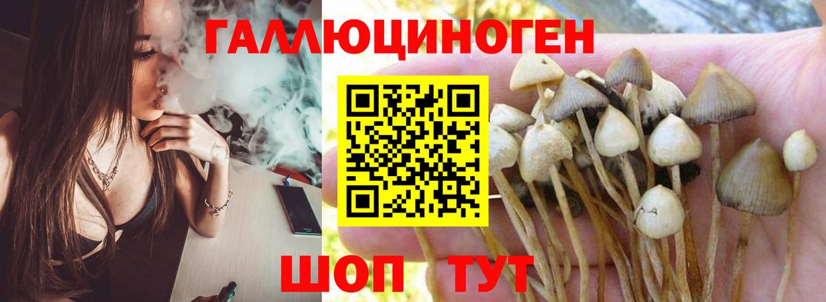 Псилоцибиновые грибы Cubensis Губкин